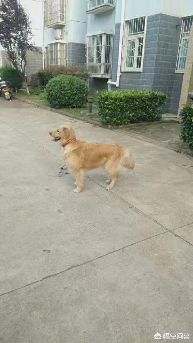 金毛拐卖牧羊犬电影:为什么金毛死亡率那么高？