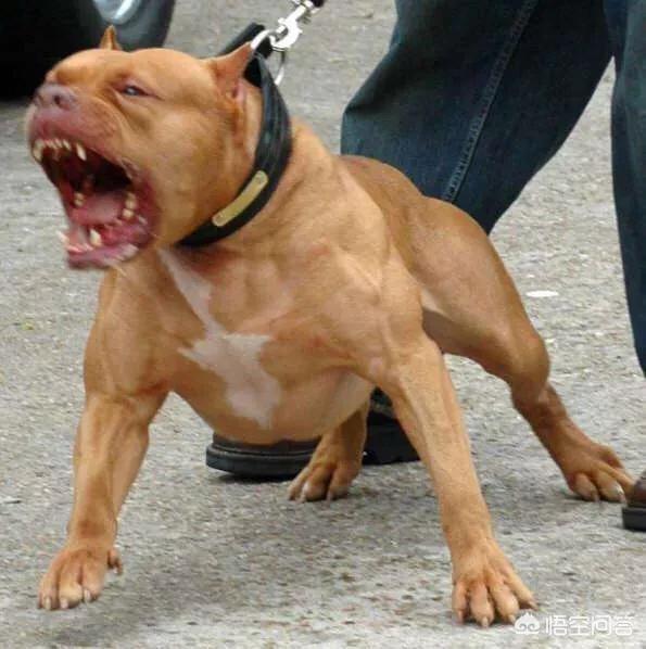 头条问答 - 把一只经过训练的大型纯血统的比特犬和一只野生花豹关在