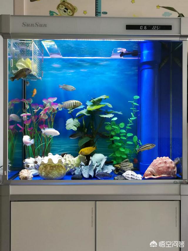水族箱过滤器批发:如何给鱼缸配过滤？其中哪些细节是应该注意的？