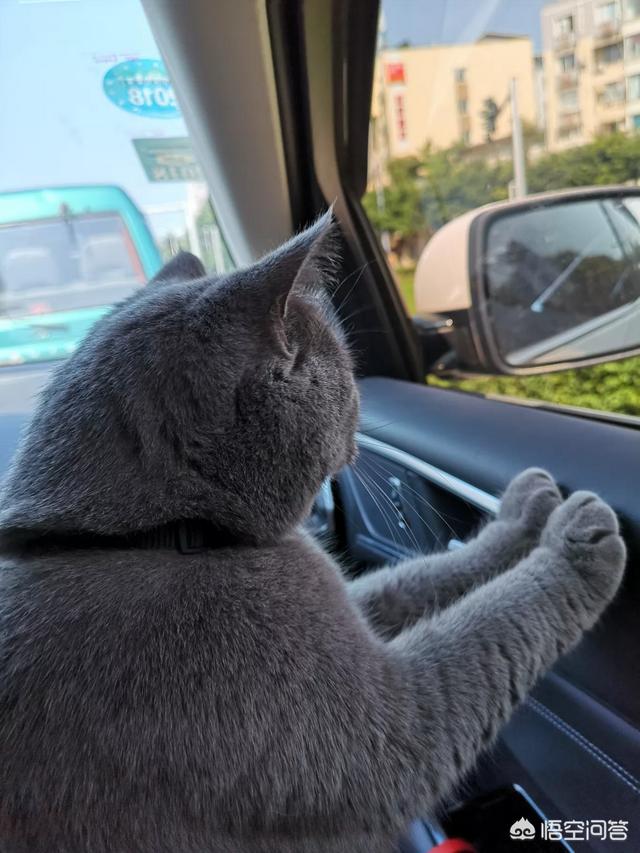 玩具存钱箱愤怒的猫咪:自从养了猫，你的生活发生了什么改变？