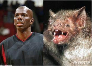 克罗斯河大猩猩:NBA史上六大“看了吃不下饭”球员，你觉得应该有谁