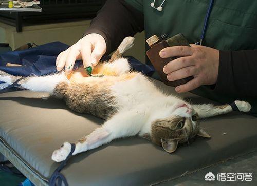 关于流浪狗和流浪猫感悟:关于流浪狗和流浪猫感悟 为什么当下有些人认为流浪的人不如流浪狗值得同情？