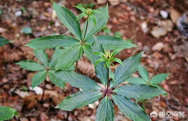 种药材赚钱吗:种中草药赚钱吗?