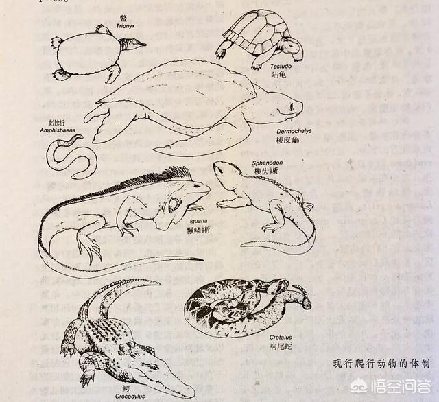 杜兹肺鱼图片:杜兹肺鱼的图片 爬行动物和两栖动物最大的区别是什么？