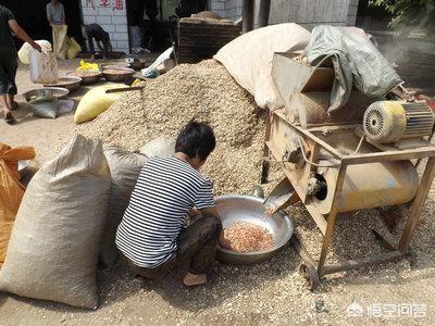 怎样挑选花生仁:花生米怎么做才好吃？为什么有的饭店上菜前都先上一盘花生米？