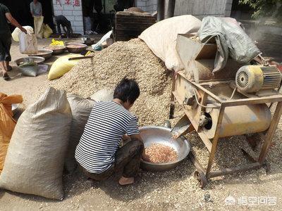 怎样挑选花生仁:花生米怎么做才好吃？为什么有的饭店上菜前都先上一盘花生米？