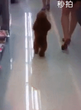 最悲伤的狗:在养泰迪犬的过程中，狗狗的哪些行为会让主人伤心呢？ 最悲伤的狗狗视频