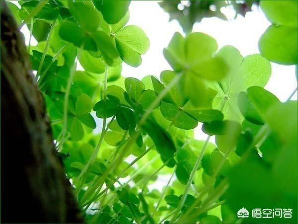 一生难忘的微信名字:你曾经用过哪些网名和头像？有什么难忘的回忆吗？
