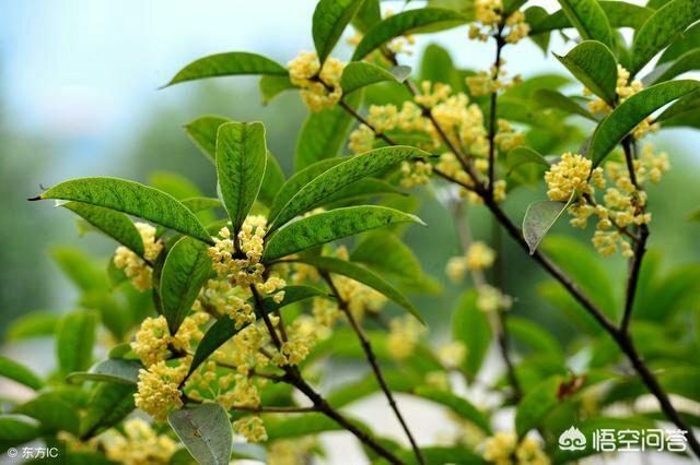 桂花冬天的时候还开花发芽是怎么回事？