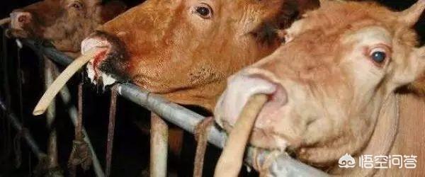 传染性腹膜炎腹水:什么原因能引起牛传染性腹膜炎？