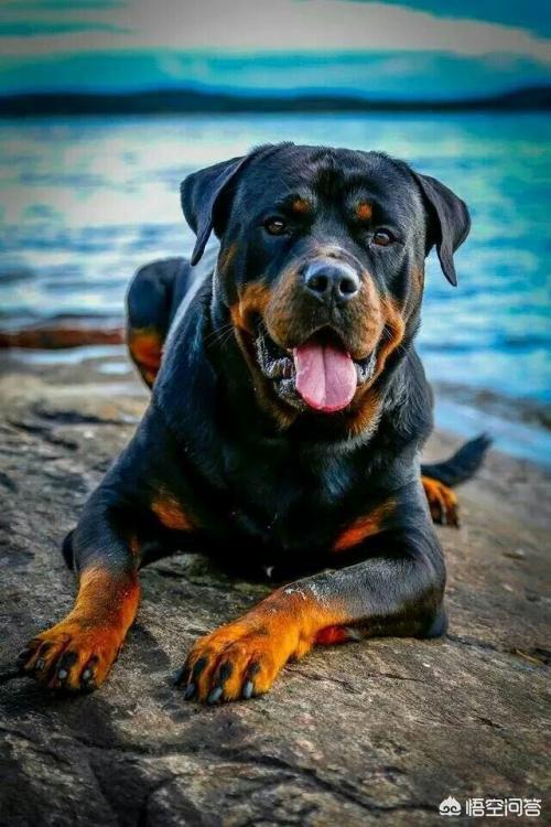 卡通警犬图片:《一拳超人》动漫中，S级英雄警犬侠有多强？