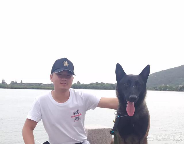 马犬训练视频:怎样训练马犬不怕其它狗狗？