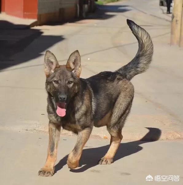 德国牧羊犬:如果是纯种的德国牧羊犬会有什么特点？