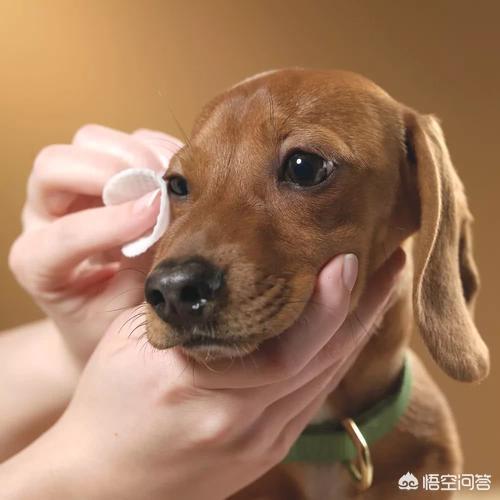 够狗免费下载:为什么很少有人用电子狗了？