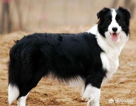 二个月大的边境牧羊犬图片:养一只边境牧羊犬好不好，有什么缺点嘛？