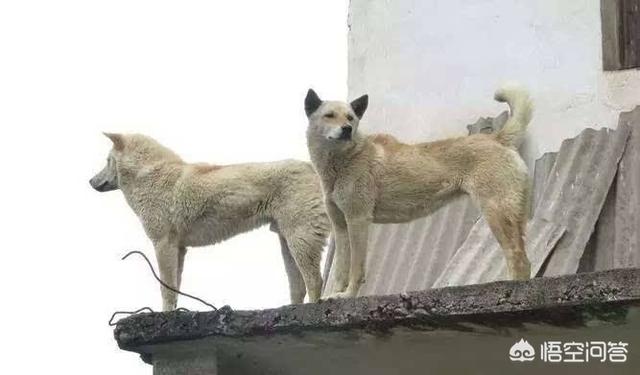 狗伤人:狗狗的哪些表现，说明它想要攻击人了？