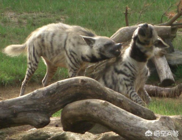 豺狗和鬣狗有什么区别，为什么把鬣狗定义为更接近猫科动物而不是犬科动物