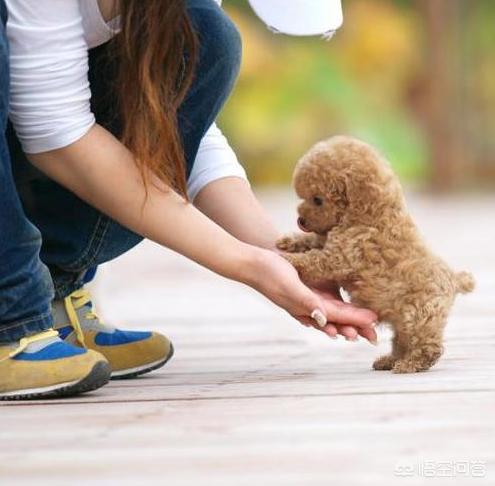 实拍泰迪狗狗罚站视频:哪些惩罚最好不要对泰迪犬做，对它是身体危害很大？