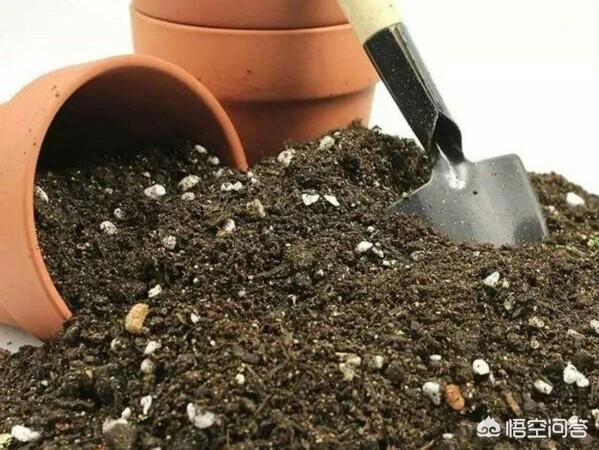花土里加火山石:两个问题，自制花土用什么材料，花盆土板结什么原因？