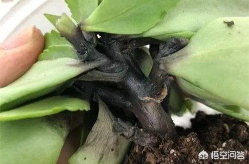 四季海棠茎腐病怎么治:小麦茎基腐病，怎么防治，后期怎么管理？