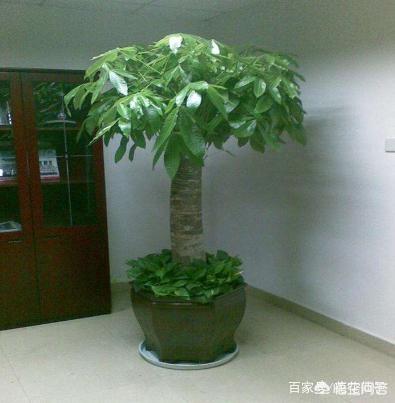 天堂鸟图片:家里客厅比较大，准备摆盆盆栽，大家有什么好的建议？