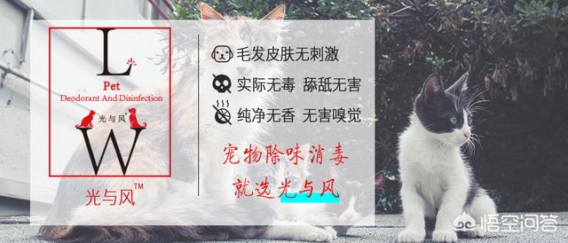 贵宾犬美容图片欣赏:贵宾犬都有什么样的造型，最受欢迎的造型是什么？ 纯种贵宾犬图片 图片欣赏