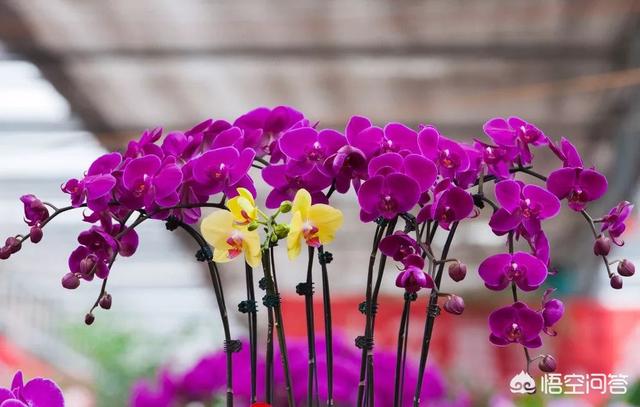台湾蝴蝶兰价格:蝴蝶兰是什么花？为什么它会这么值钱？