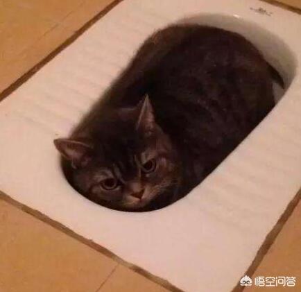 为什么猫咪能像液体:猫咪为什么总喜欢喝马桶里的水？