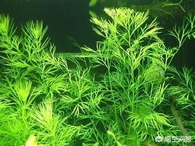 水草造景:孔雀鱼适合什么样的造景，石景、水草还是空气水缸？