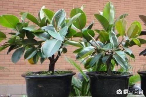 印度橡皮树如何分叉:橡皮树重修剪到没有叶还能发芽吗？