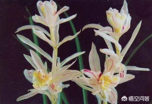 都说兰花是历代名花,我们该如何鉴赏兰花的美？
