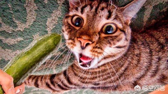 猫怕黄瓜小视频:猫咪真的怕黄瓜之类的东西吗？