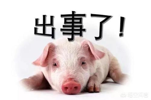 猪病防治图谱:春季猪病有哪些？养猪户应该如何做好预防措施？