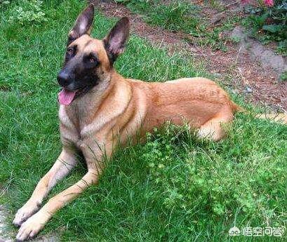 中国马犬百度百科:养马犬前需要具备什么条件？