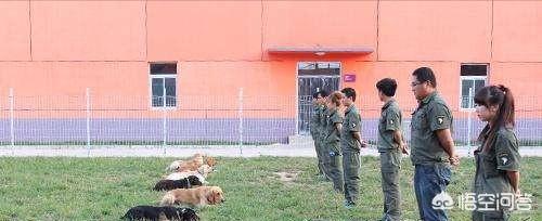 狗狗训练学校:狗狗训练学校 训练过程 可不可以送狗狗到训犬学校进行行为纠正呢？