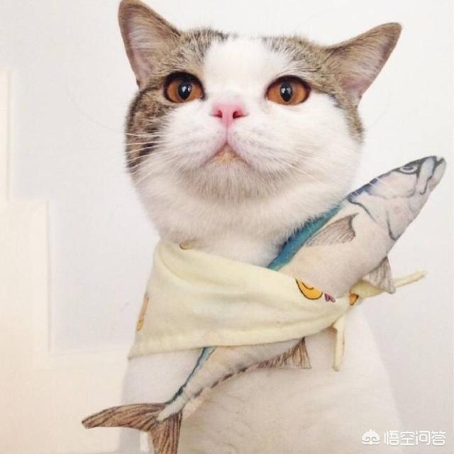小猫吃鱼儿童画图片:陆生的猫为什么会被认为喜欢吃水里的鱼？