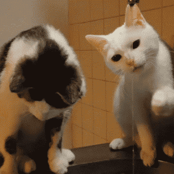 小猫吃鱼儿童画图片:陆生的猫为什么会被认为喜欢吃水里的鱼？