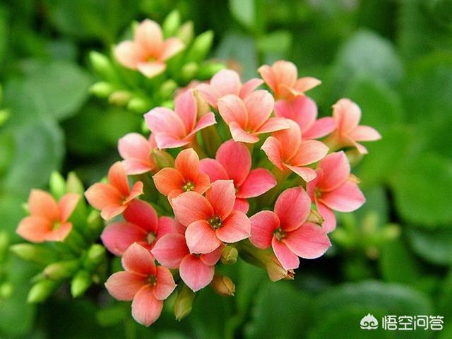 能镇宅的3种花,在家闲着没事应该养些什么花？