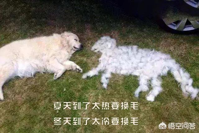 豆柴犬自己盖被子:狗狗睡觉要不要盖东西保暖？