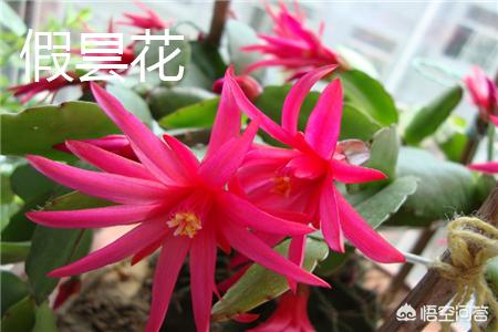 假昙花为什么不开花:假昙花为什么不开花呢 我这株是蟹爪兰还是假昙花？有什么区别？
