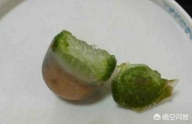 多肉景天科长生草属有哪些植物:过年了，哪些多肉植物可以做成美味的菜肴？