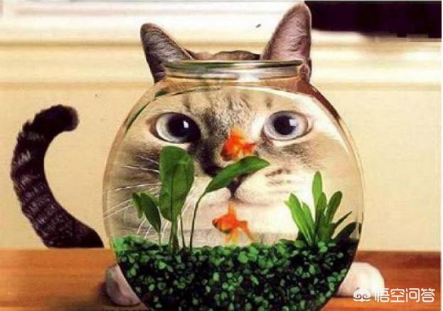 鱼的智商属于低等动物吗，人不能看见空气，那鱼能看见水吗