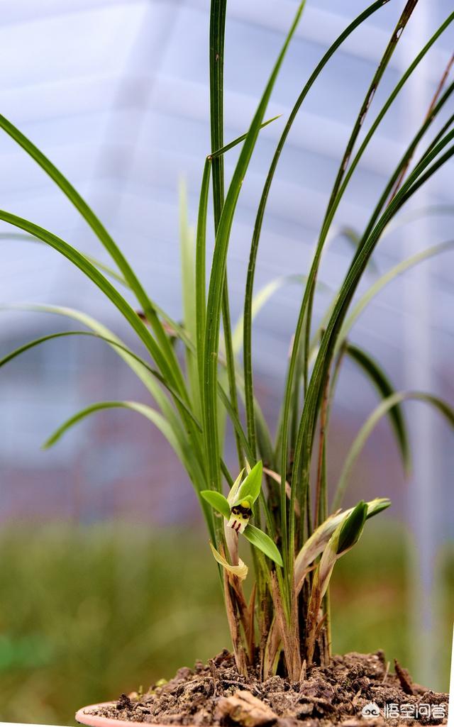 兰花鼠尾草习性:新手入门选兰花，是养普草还是养传统草更好？