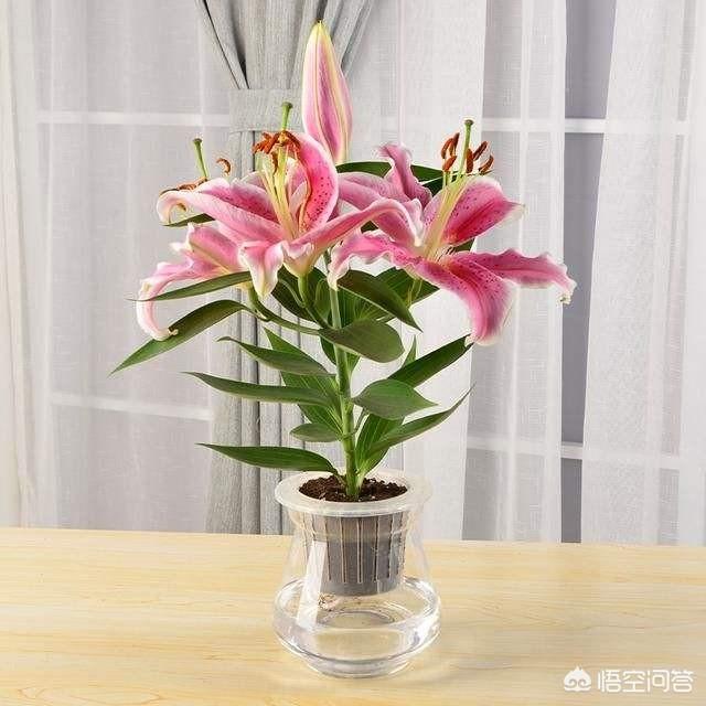 富贵竹和银柳配图片:银柳、百合和桃花可以一起水培吗？