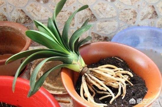 观叶植物营养液花之侣:室内养花，应该配备哪些花肥和药物？需要注意些什么？