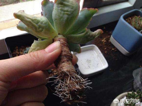 头条问答 多肉长成僵尸苗了该怎么办 还有继续养的必要吗 晨曦植物的回答 0赞