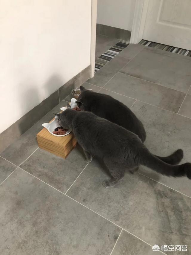 英短蓝猫养公猫好还是母猫好:养母猫和公猫有什么不同？