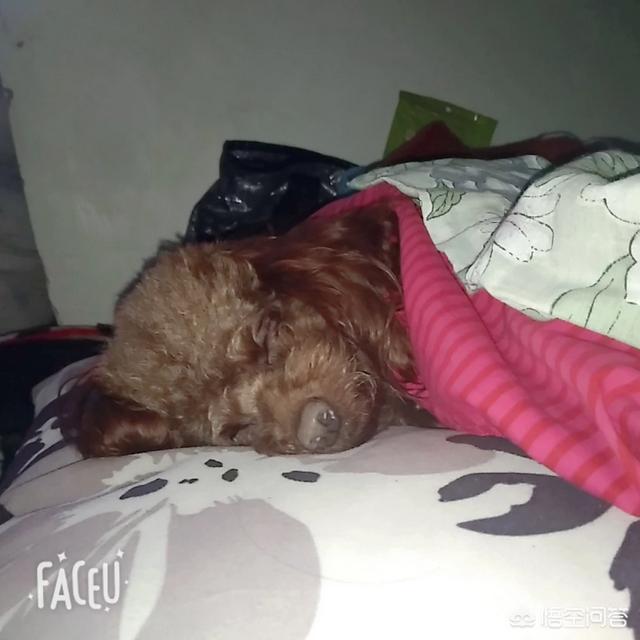 女人爱狗狗qq群照片:越来越多城市单身大龄女性喜欢养狗，这是为什么呢？