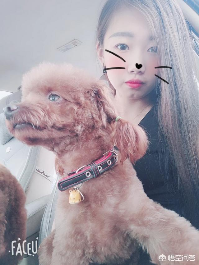 女人爱狗狗qq群照片:越来越多城市单身大龄女性喜欢养狗，这是为什么呢？