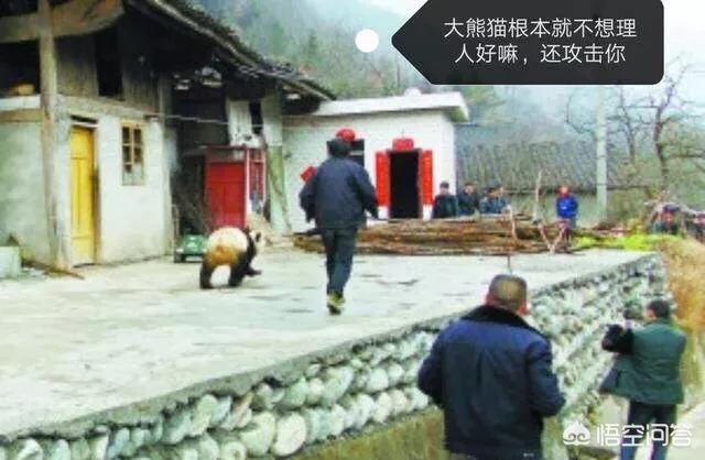 大熊猫咬人吗:熊猫有没有攻击性，和熊猫接触有多大危险？